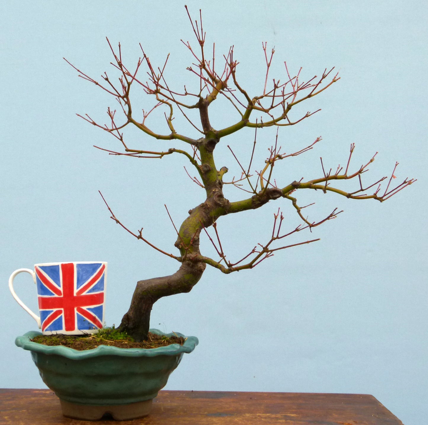 Japanese Maple Bonsai Tree