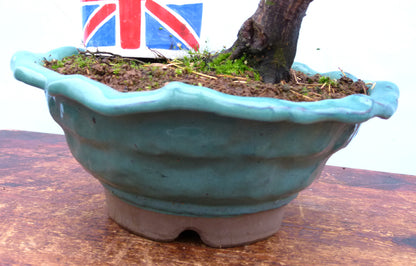 Japanese Maple Bonsai Tree