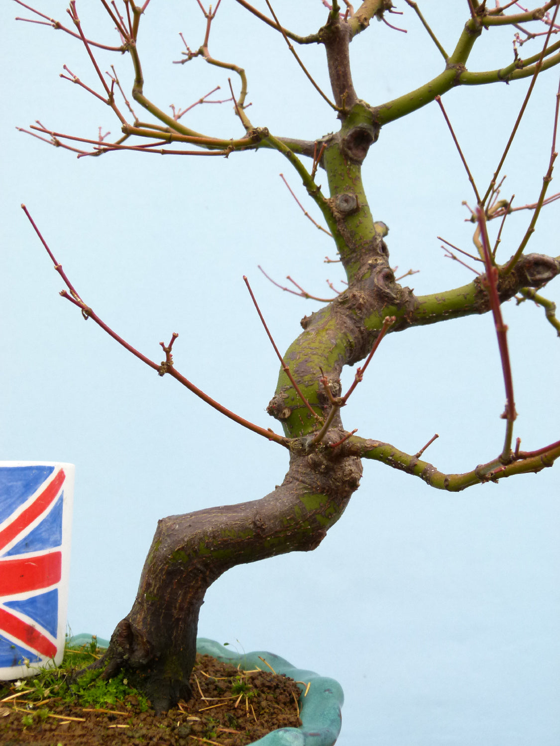 Japanese Maple Bonsai Tree