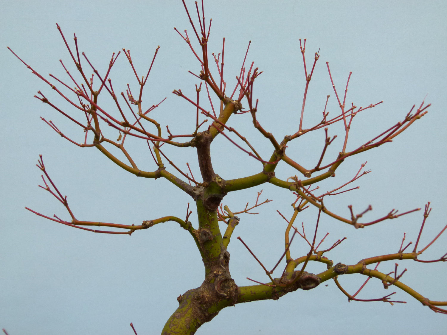 Japanese Maple Bonsai Tree