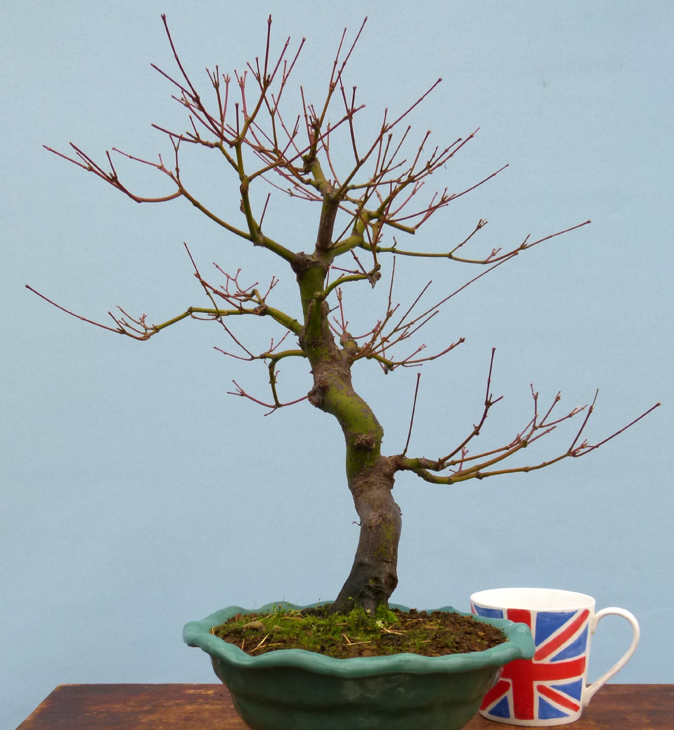 Japanese Maple Bonsai Tree