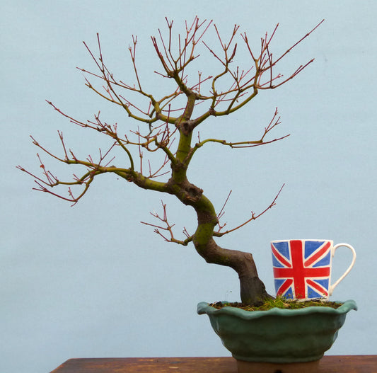Japanese Maple Bonsai Tree