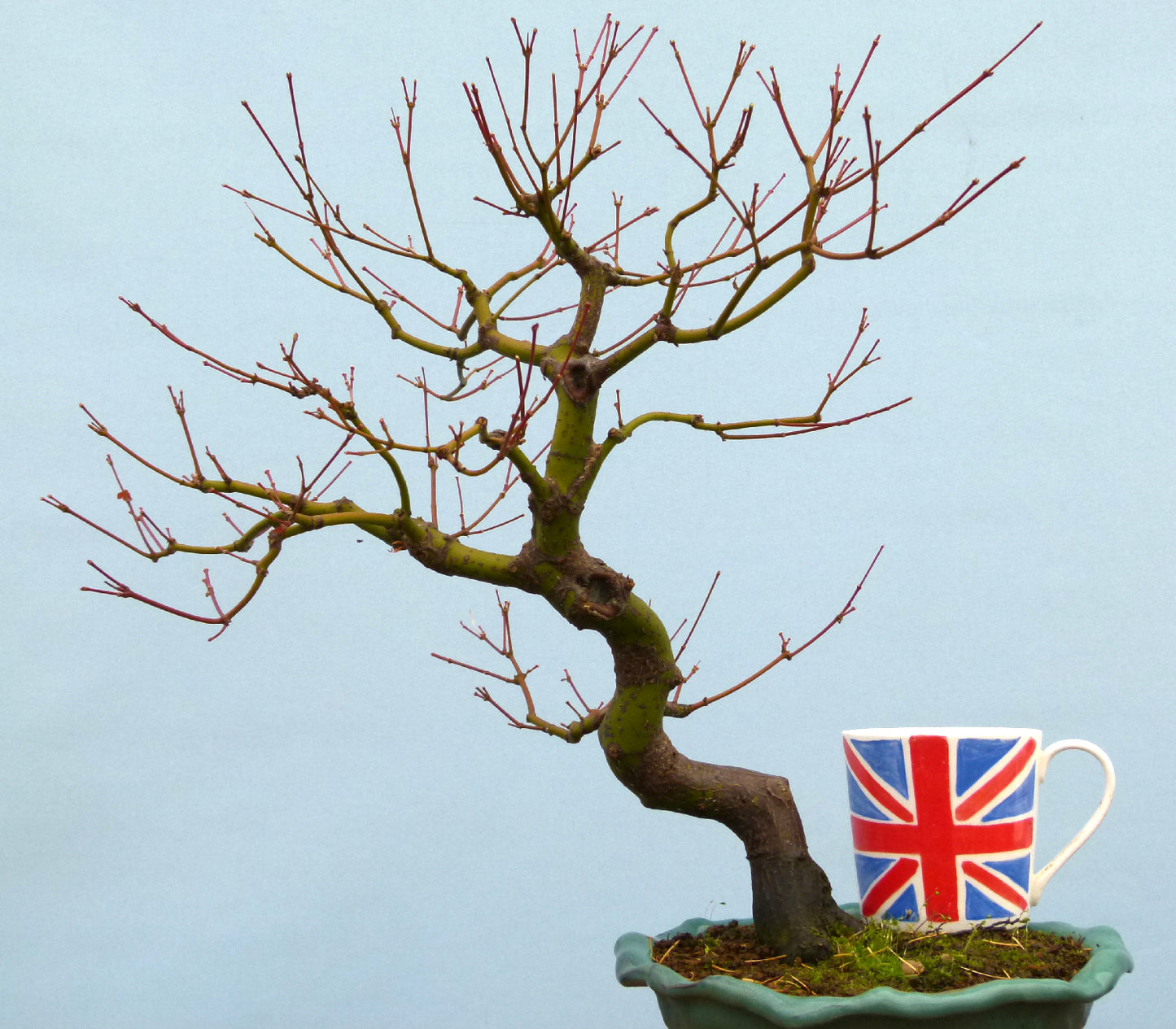 Japanese Maple Bonsai Tree