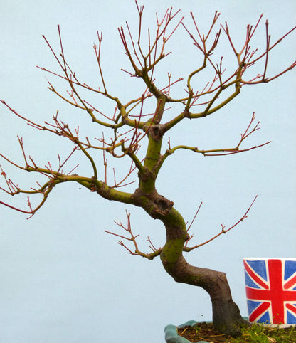 Japanese Maple Bonsai Tree