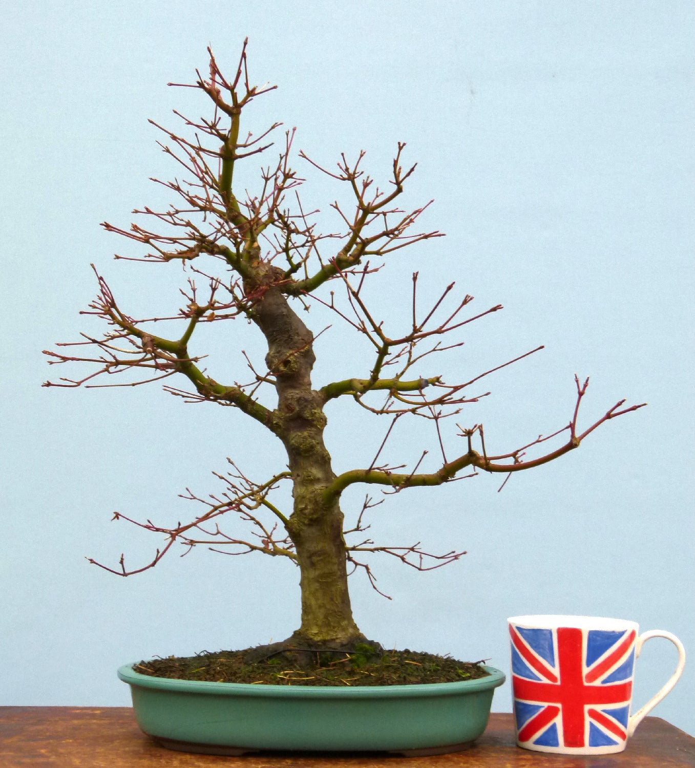 Japanese Maple Bonsai Tree