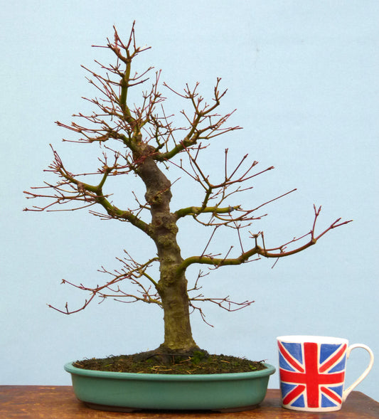 Japanese Maple Bonsai Tree