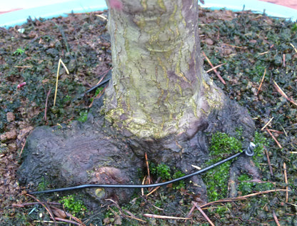 Japanese Maple Bonsai Tree