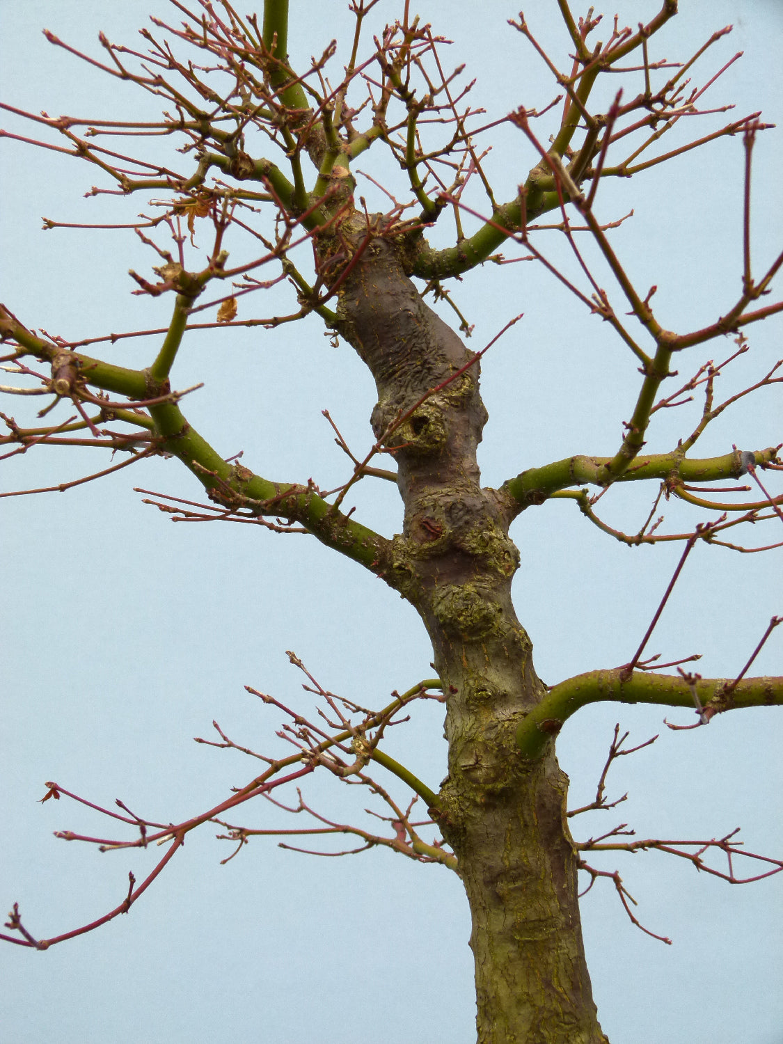 Japanese Maple Bonsai Tree
