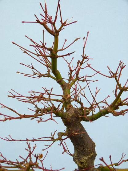 Japanese Maple Bonsai Tree
