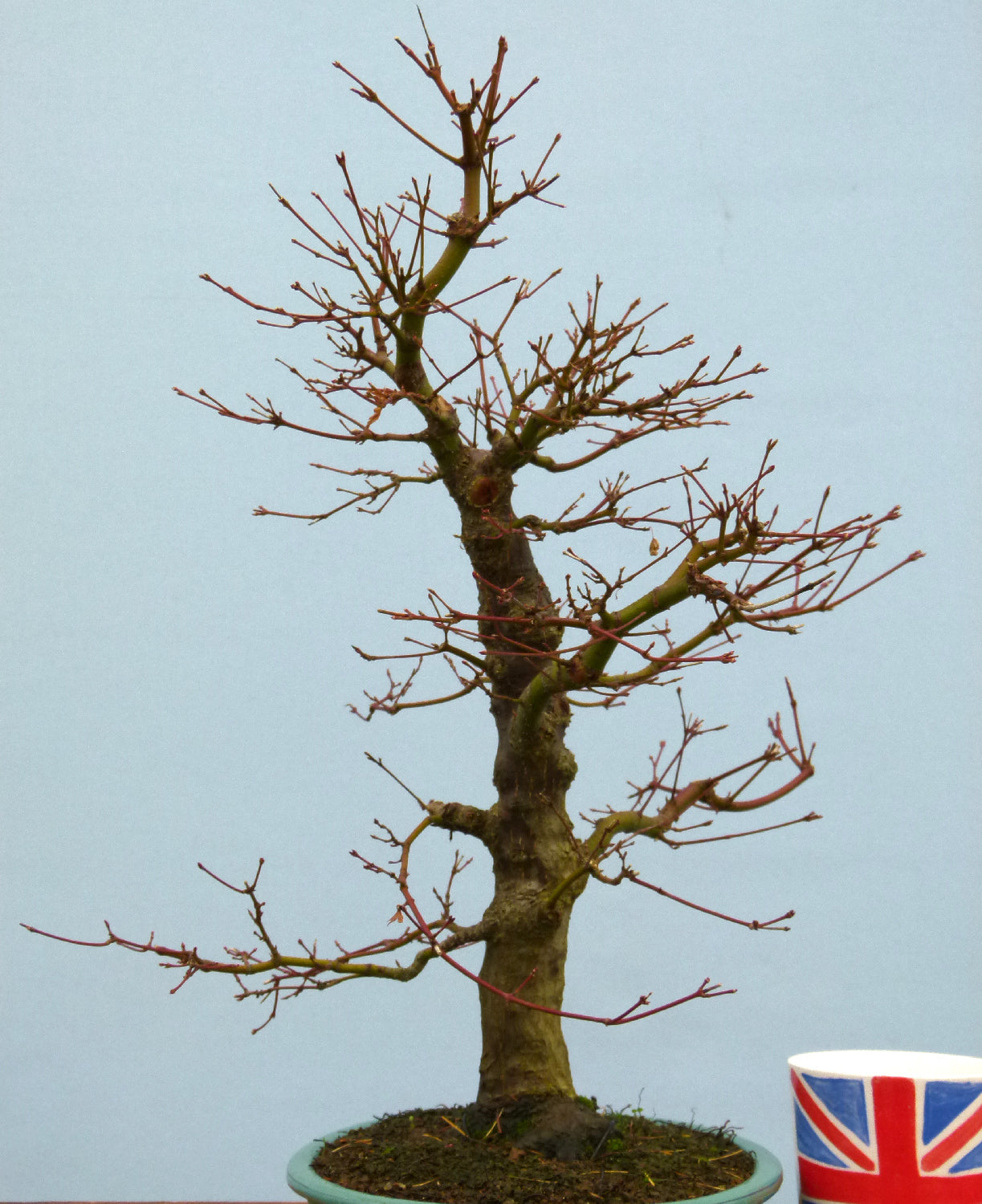 Japanese Maple Bonsai Tree