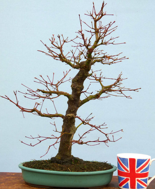 Japanese Maple Bonsai Tree