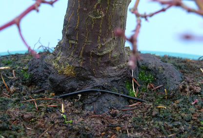 Japanese Maple Bonsai Tree