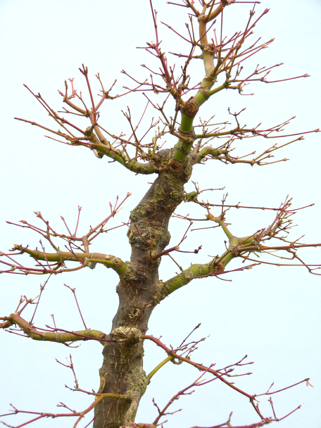 Japanese Maple Bonsai Tree