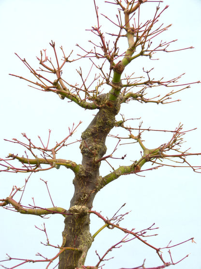 Japanese Maple Bonsai Tree