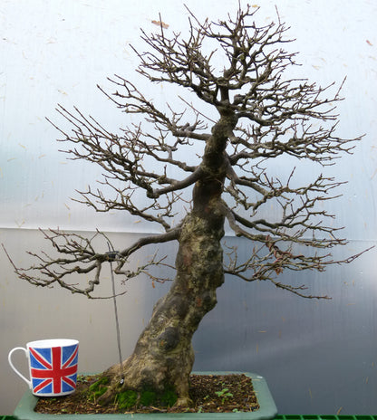 Trident Maple Bonsai Tree