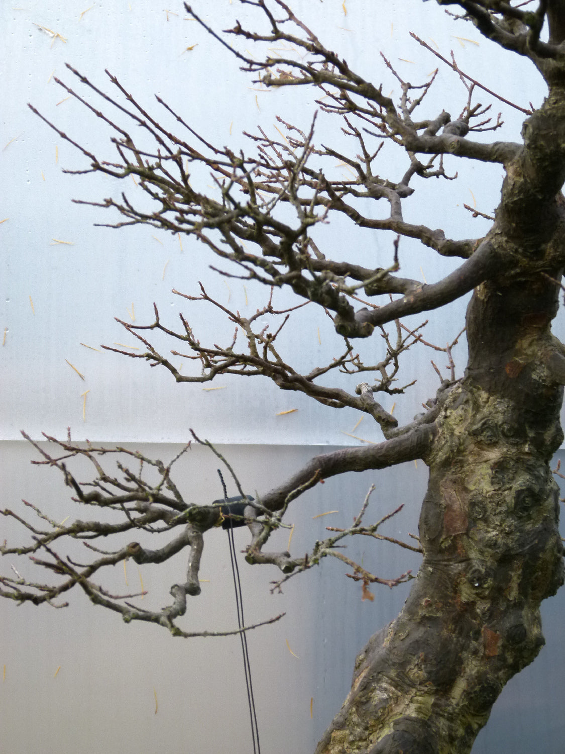 Trident Maple Bonsai Tree