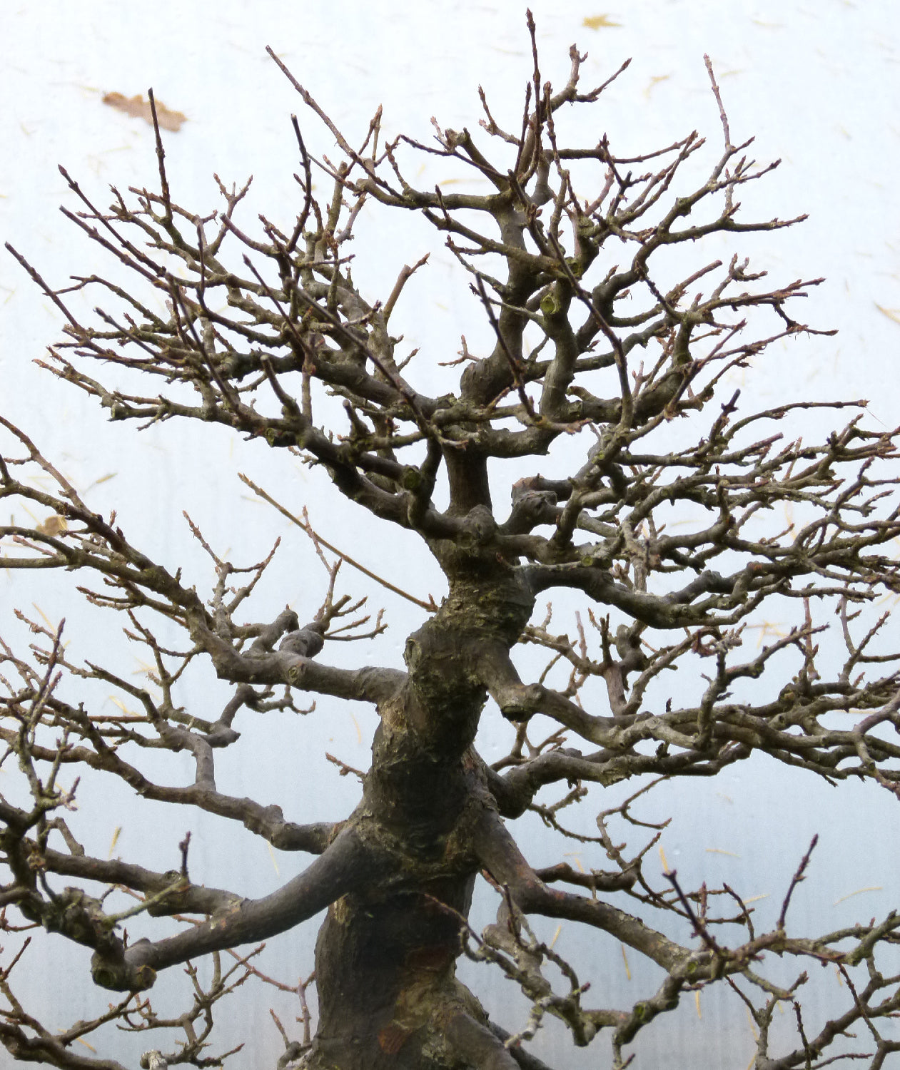 Trident Maple Bonsai Tree