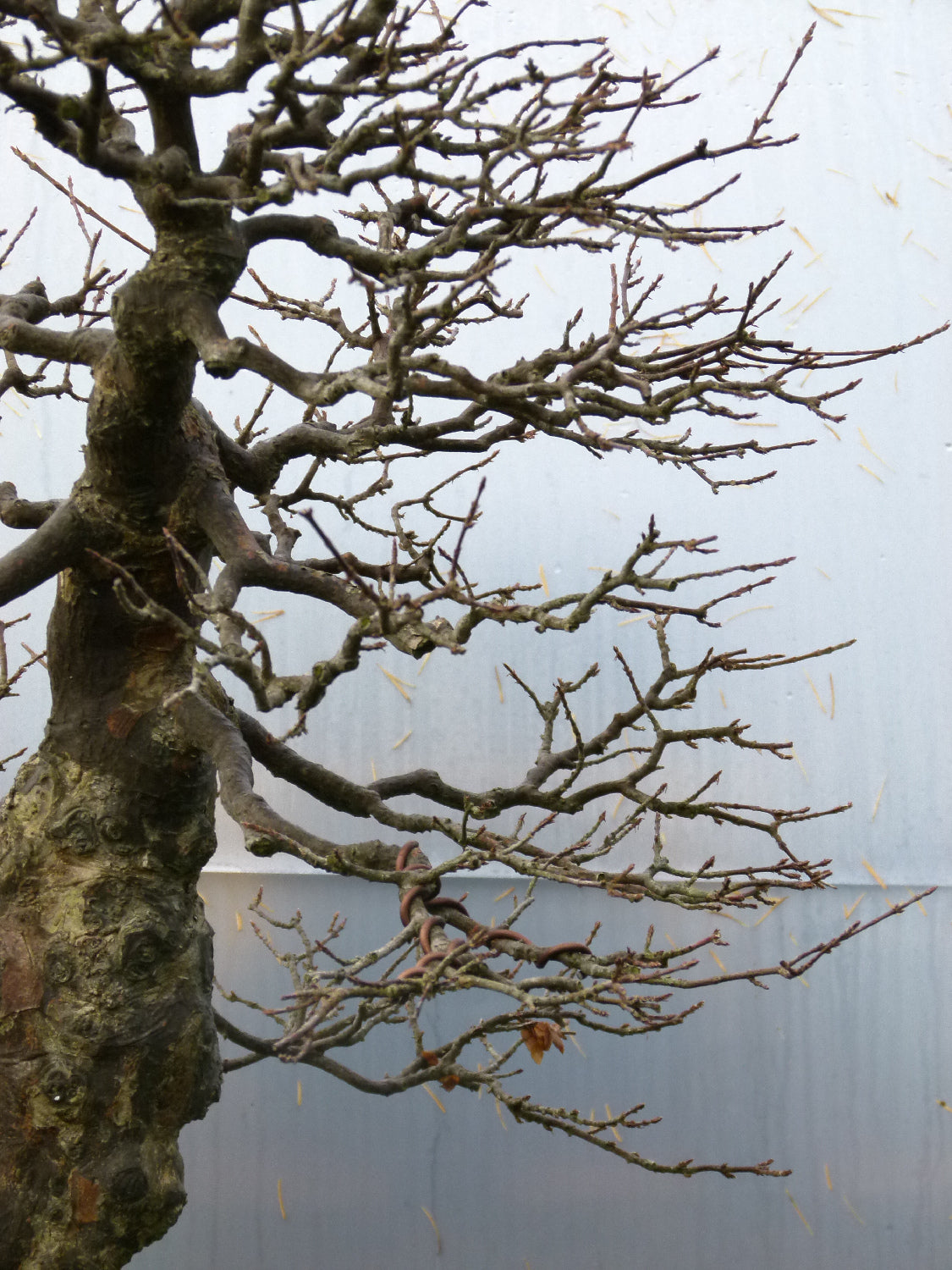 Trident Maple Bonsai Tree