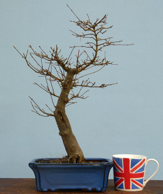 Trident Maple Bonsai Material - CLEARANCE