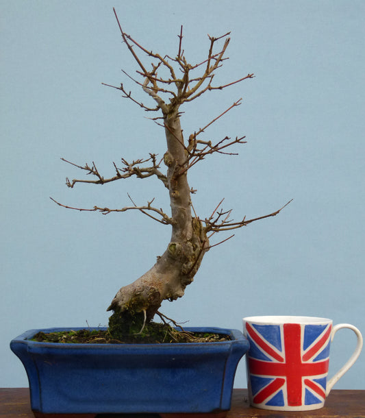 Trident Maple Bonsai Material - CLEARANCE