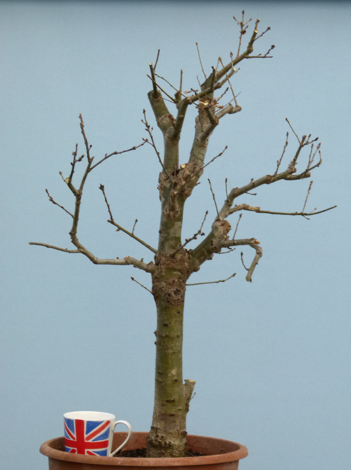 LARGE English Oak Bonsai Starter Tree CLEARANCE SALE