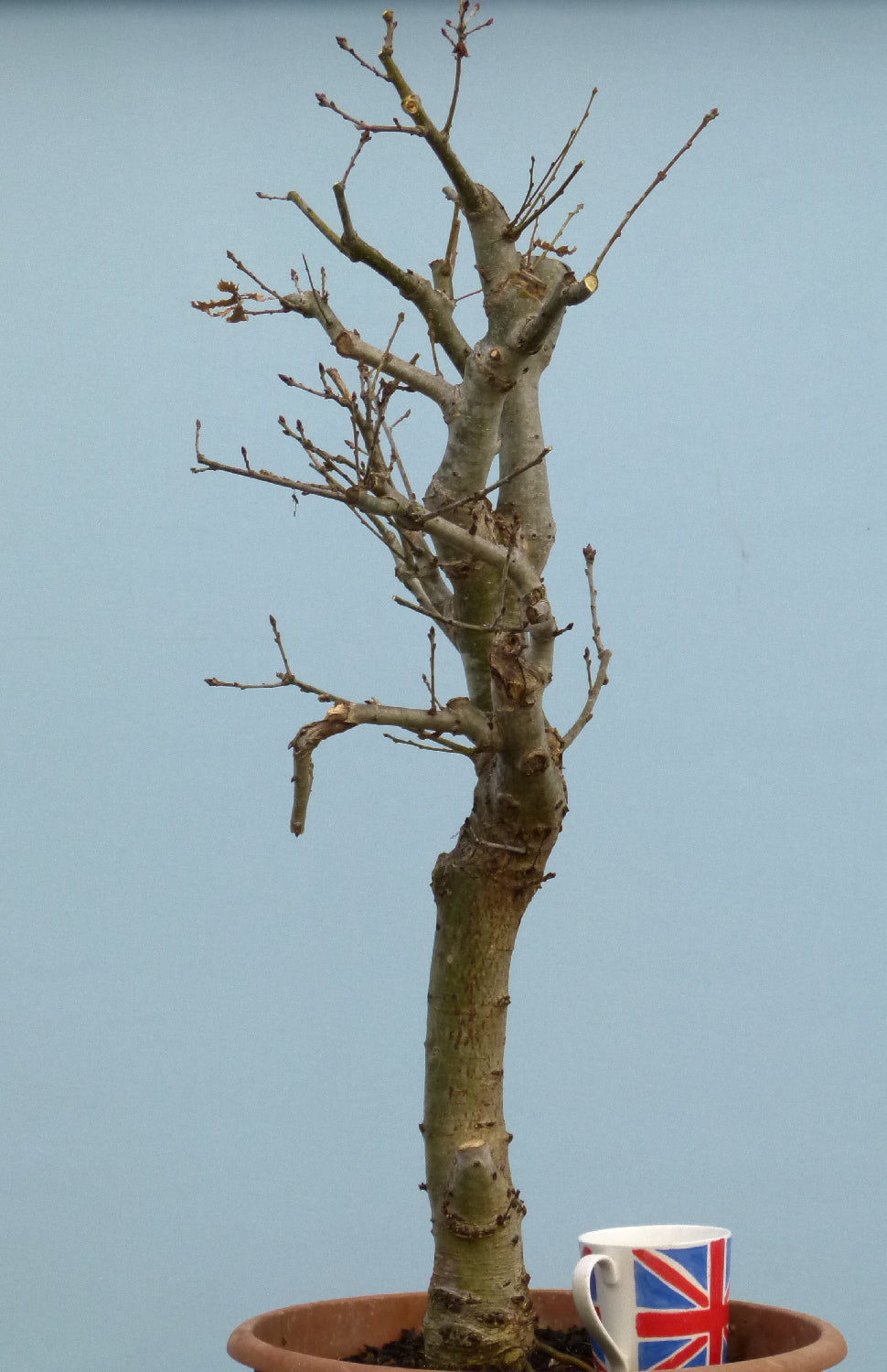 LARGE English Oak Bonsai Starter Tree CLEARANCE SALE