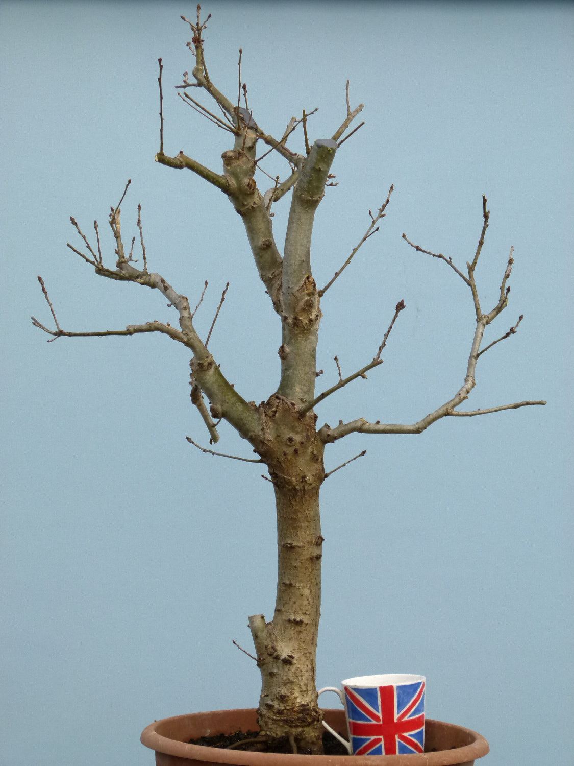 LARGE English Oak Bonsai Starter Tree CLEARANCE SALE