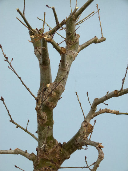 LARGE English Oak Bonsai Starter Tree CLEARANCE SALE