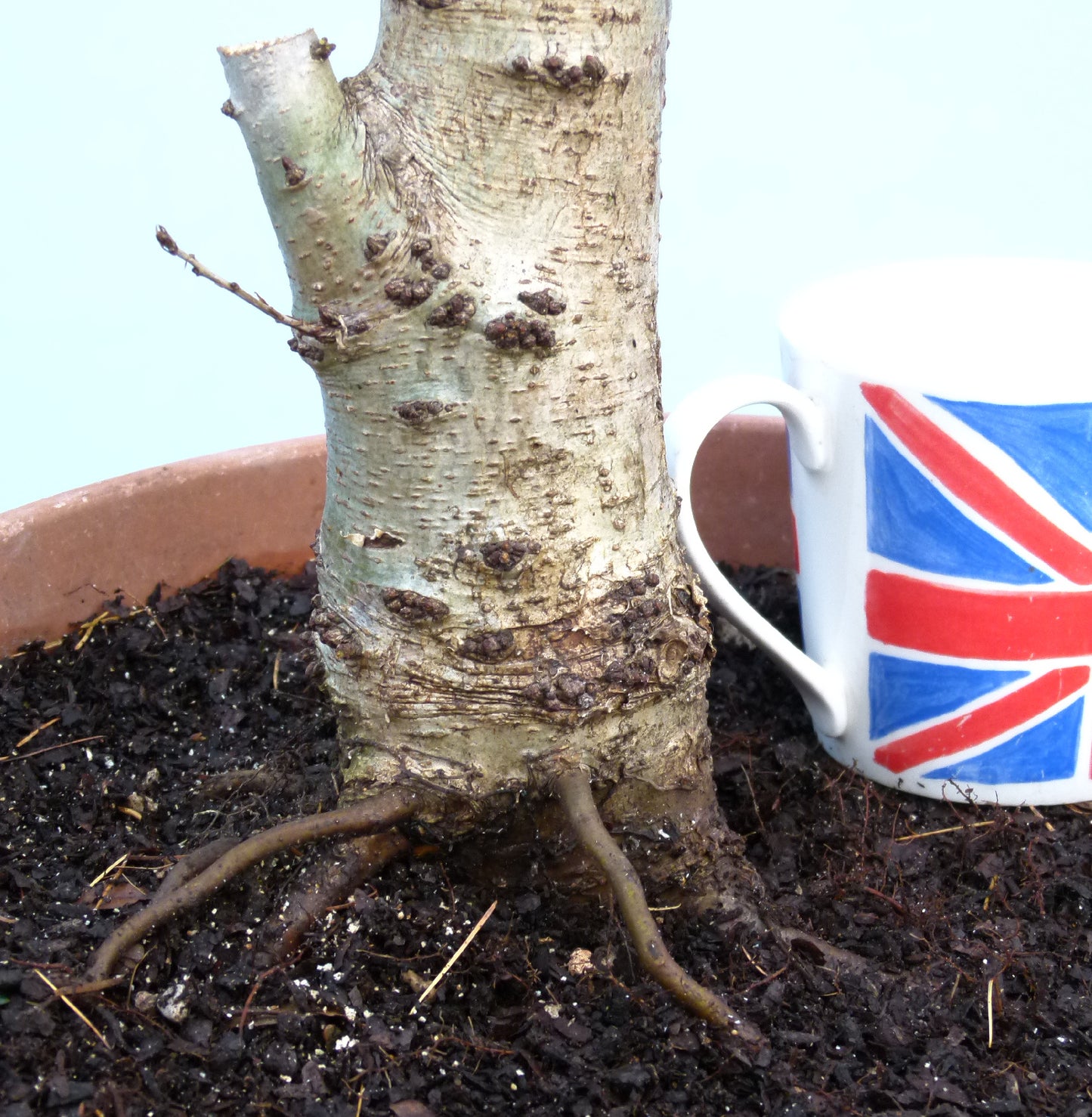 LARGE English Oak Bonsai Starter Tree CLEARANCE SALE