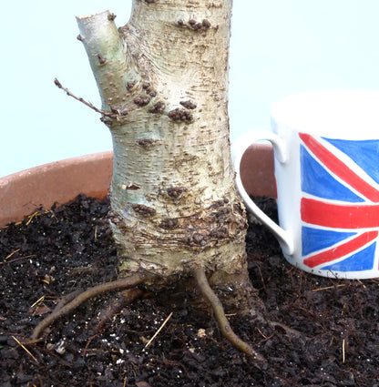 LARGE English Oak Bonsai Starter Tree CLEARANCE SALE