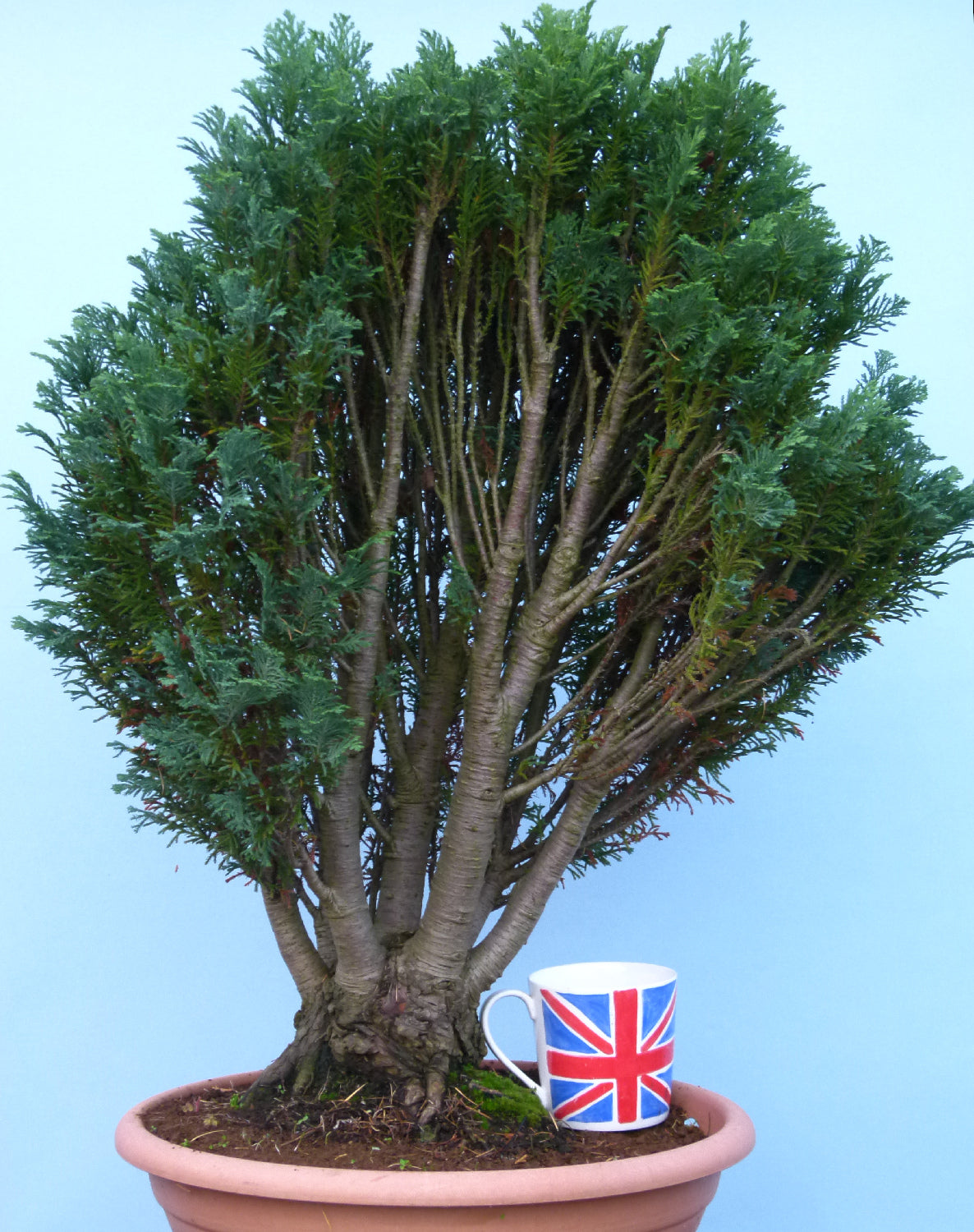 Bonsai Material CLEARANCE - Lawson's Cypress