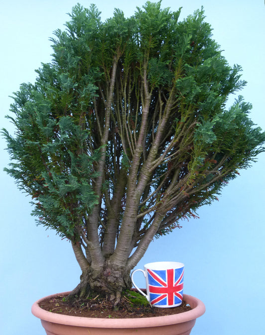 Bonsai Material CLEARANCE - Lawson's Cypress