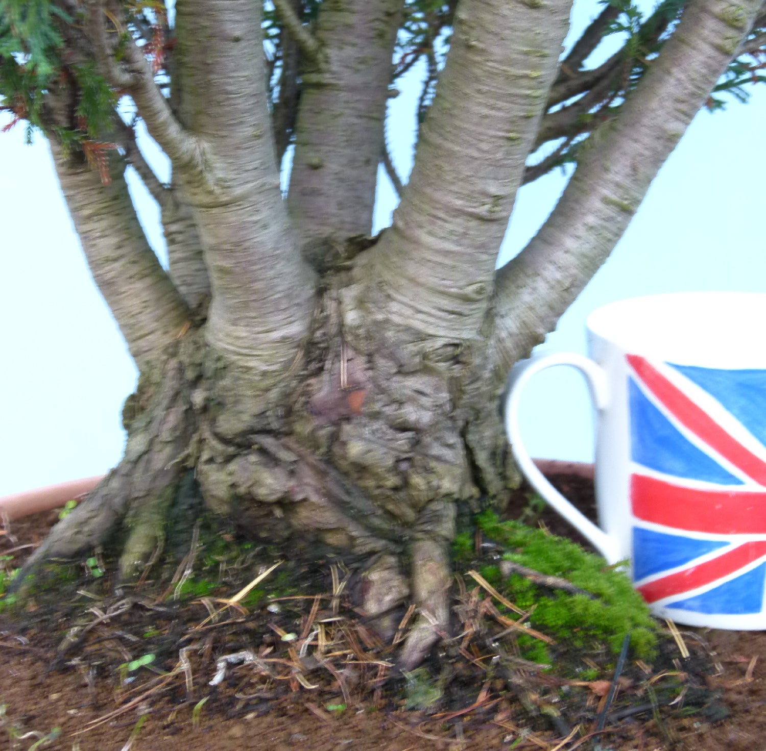 Bonsai Material CLEARANCE - Lawson's Cypress