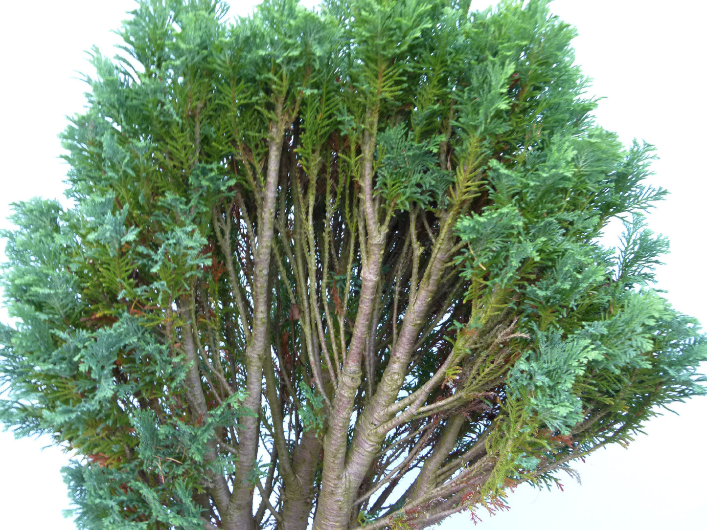 Bonsai Material CLEARANCE - Lawson's Cypress