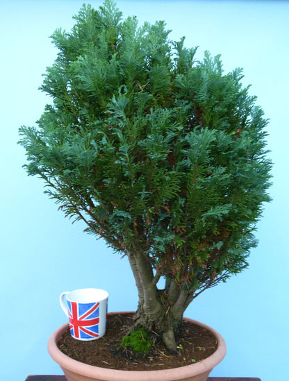 Bonsai Material CLEARANCE - Lawson's Cypress