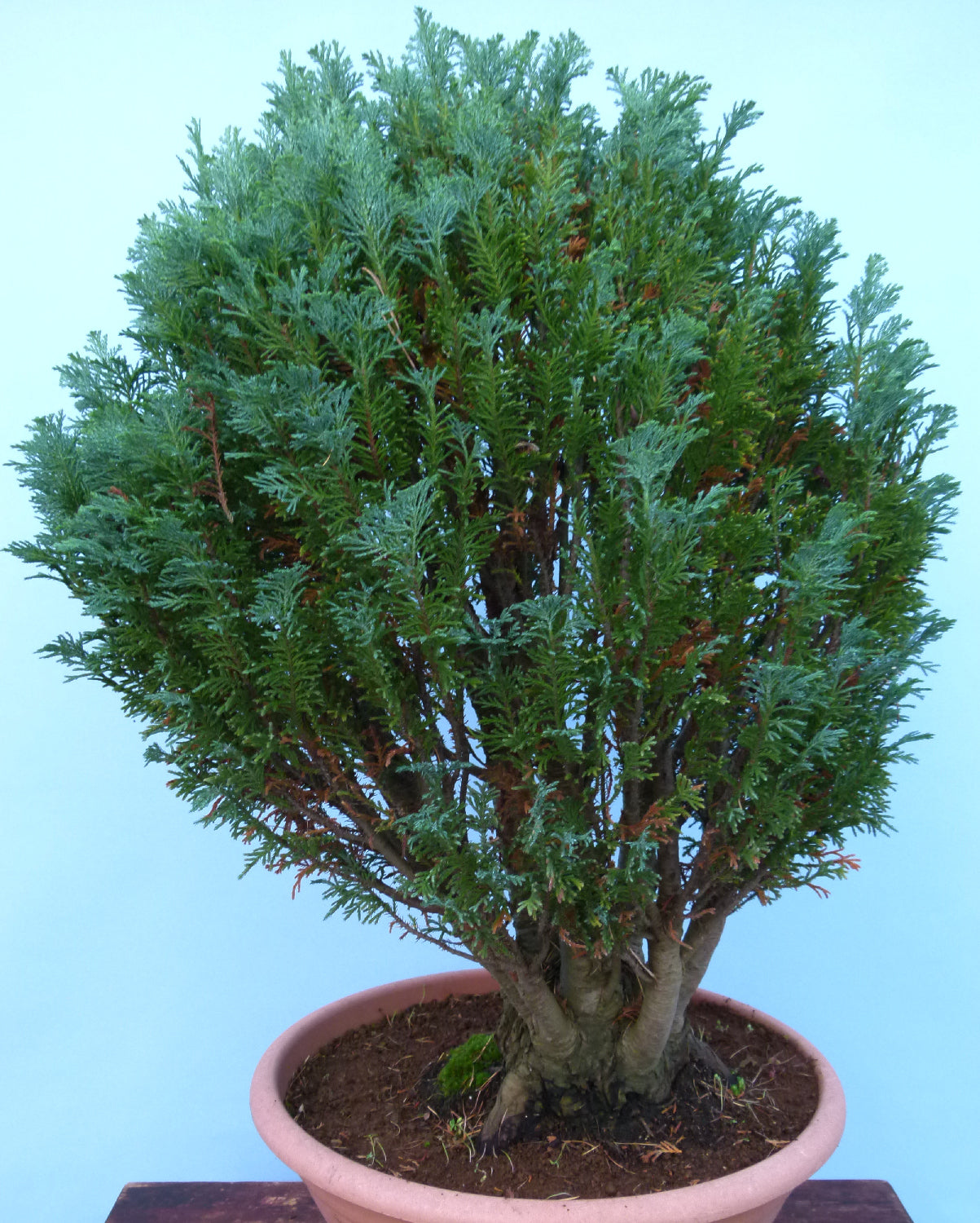 Bonsai Material CLEARANCE - Lawson's Cypress