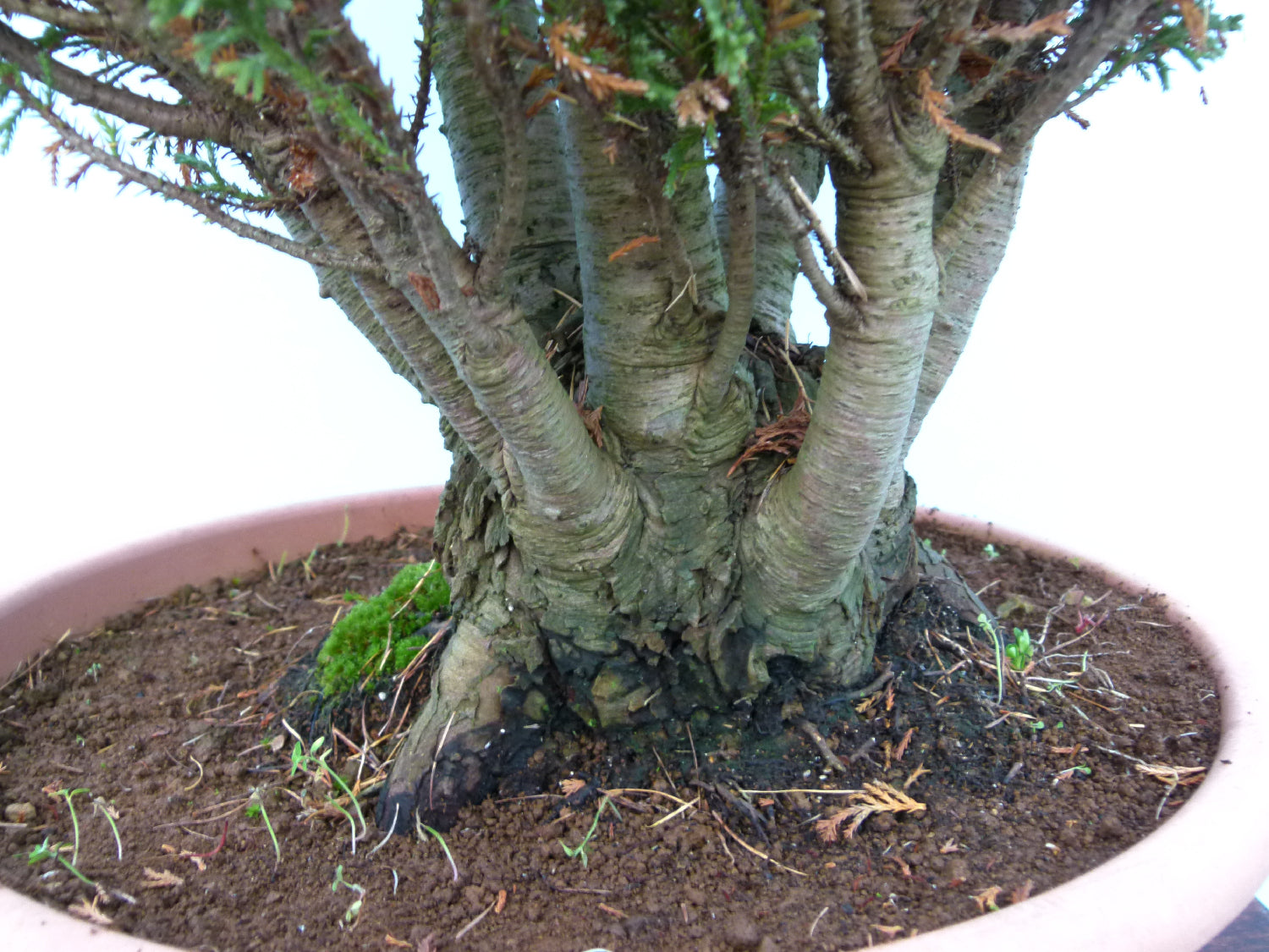 Bonsai Material CLEARANCE - Lawson's Cypress