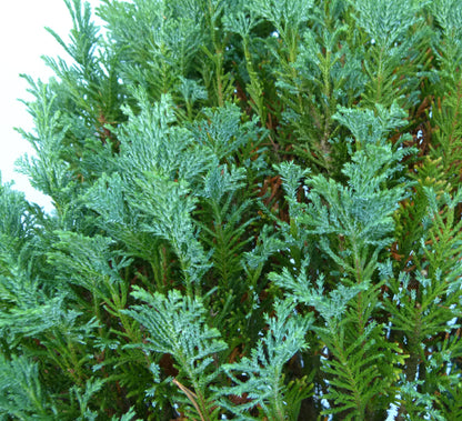 Bonsai Material CLEARANCE - Lawson's Cypress