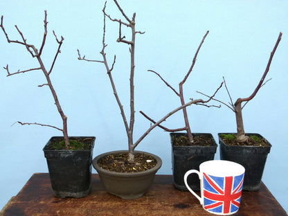 Hibiscus Young Plants x 5 - Bonsai Clearance