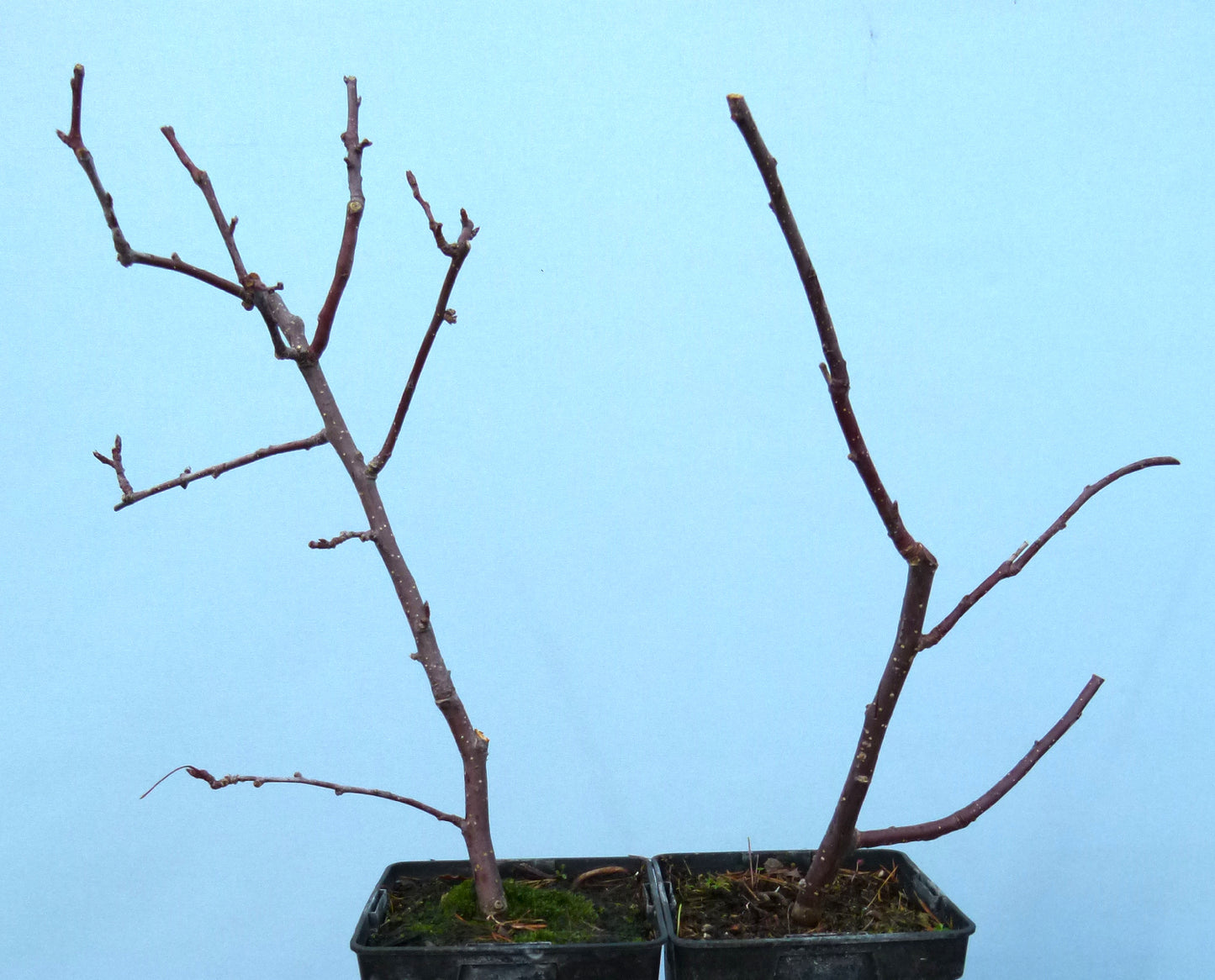 Red Leaf Crab Apple Bonsai Starter Trees x 4 - CLEARANCE SALE