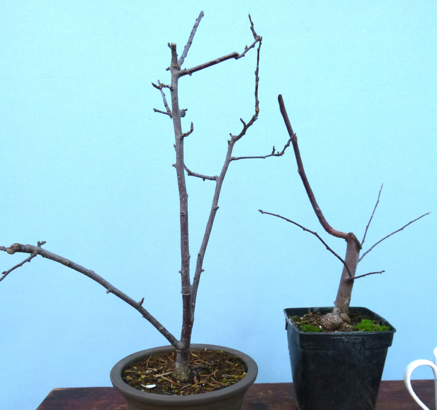 Red Leaf Crab Apple Bonsai Starter Trees x 4 - CLEARANCE SALE
