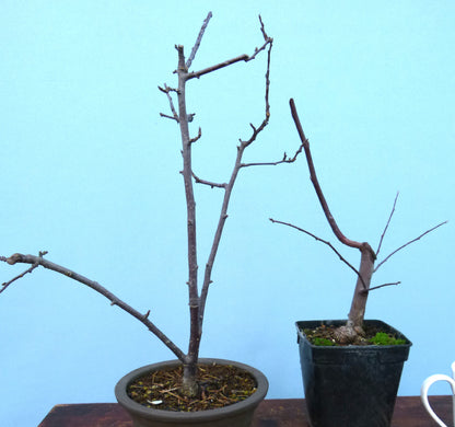 Red Leaf Crab Apple Bonsai Starter Trees x 4 - CLEARANCE SALE