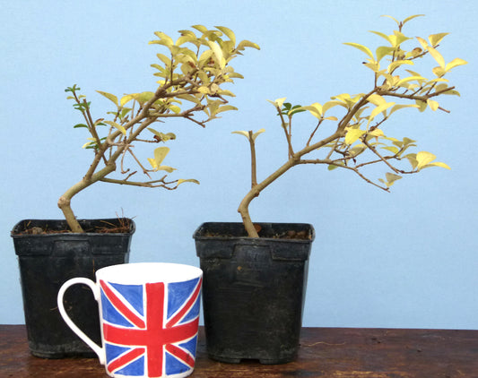 Privet Flowering Bonsai Starter Trees x2 - CLEARANCE