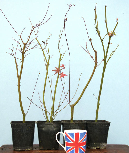 Japanese Maple Bonsai Starter Trees x4 - CLEARANCE