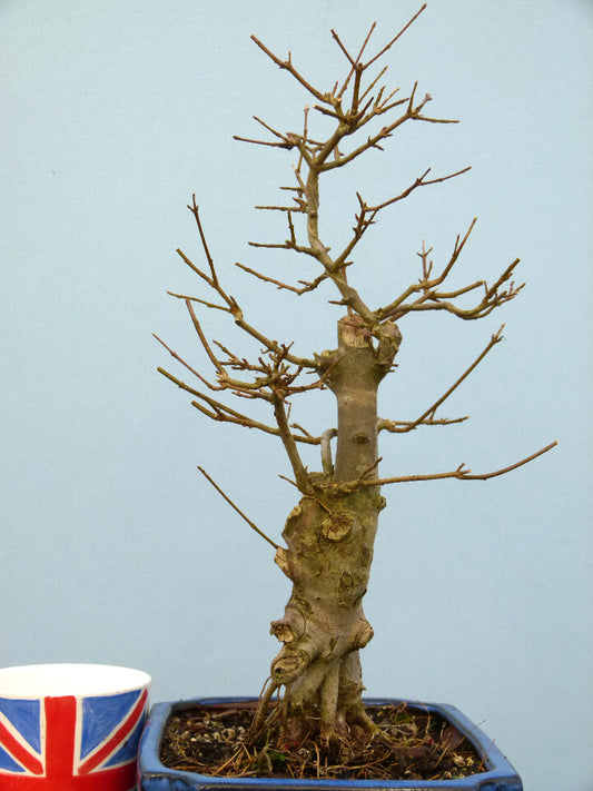 Trident Maple Bonsai Material - CLEARANCE