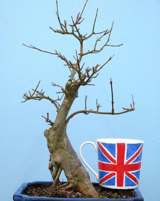Trident Maple Bonsai Material - CLEARANCE