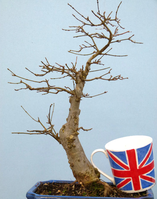 Trident Maple Bonsai Material - CLEARANCE