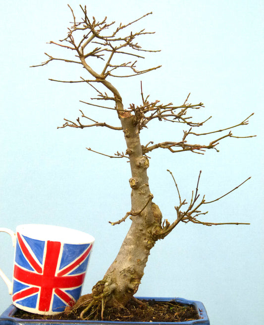 Trident Maple Bonsai Material - CLEARANCE