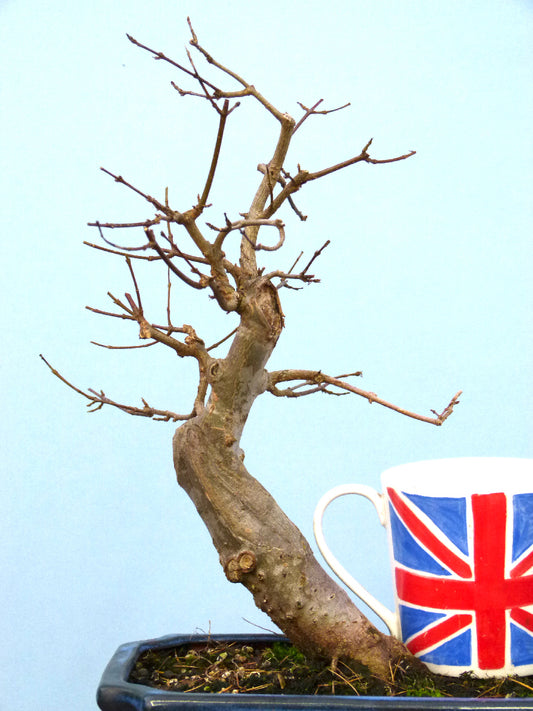 Trident Maple Bonsai Material - CLEARANCE