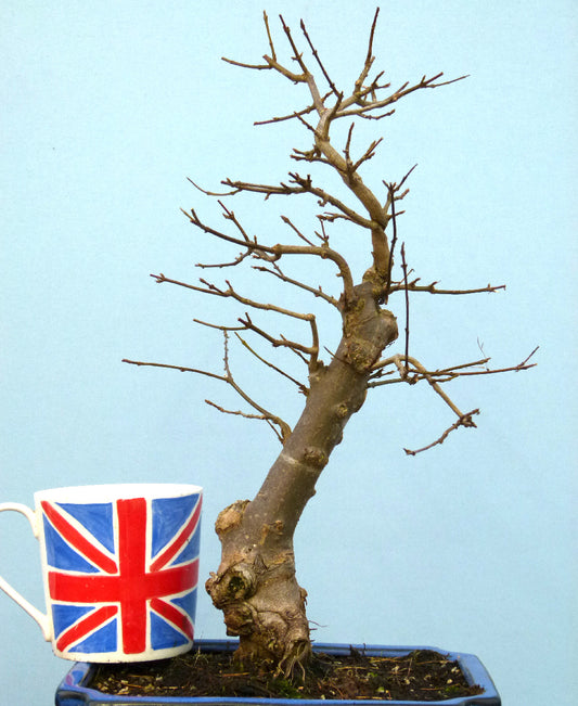 Trident Maple Bonsai Material - CLEARANCE